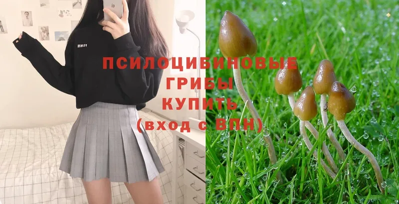 Галлюциногенные грибы MAGIC MUSHROOMS  где можно купить наркотик  Нестеровская 